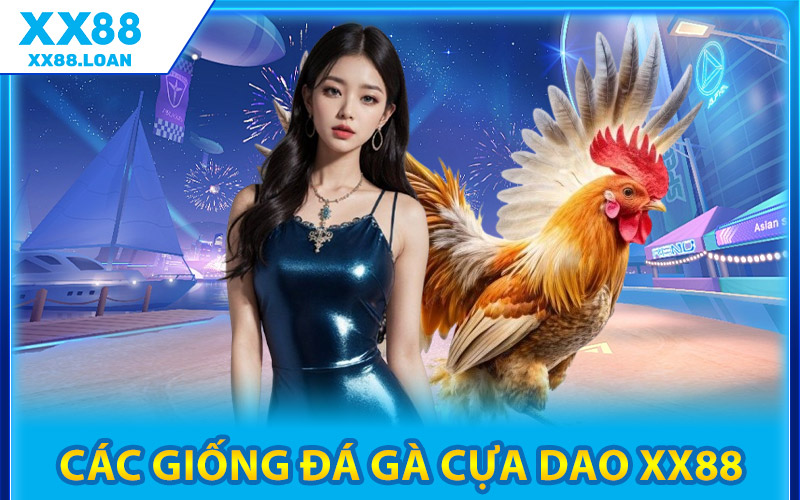 Các Giống Đá Gà Cựa Dao XX88 Phổ Biến