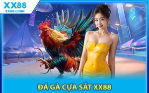 Đá Gà Cựa Sắt XX88